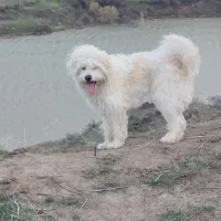 سگ خانگی