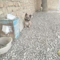 سگ ماده