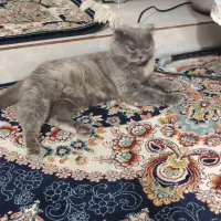 گربه ی اسکاتیش بریتیش