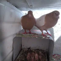 سینه زرد
