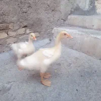 غاز