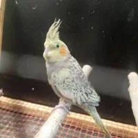 معاوضه عروس هلندی ماده بانر