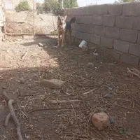 سگ ژرمن