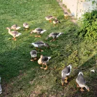 غازجوان ۵ماهه