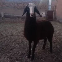 گوسفند