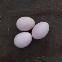 تخم مرغ گلپایگان نطفه دار