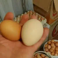 تخم مرغ محلی