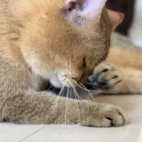 پانسیون حیوانات خانگی کندی