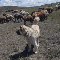 واگذاری سگ