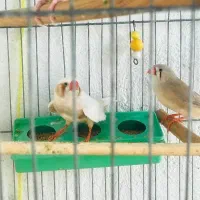 فنچ‌کینگ