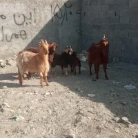 بره بزبزغاله