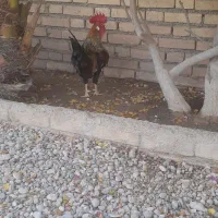 فروش خروس فوری