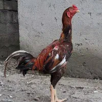 خروس لاری اصیل