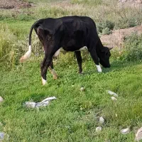 گاو