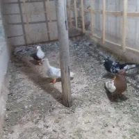 ۳۰تا کفتر رنگ دار همه نر