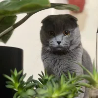 گربه اسکاتیش فولد نر امده جفت گیری
