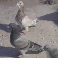 سار کله اما پر خال سیاه نر پولکی چاپی