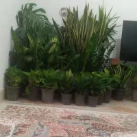 گلدون و گل