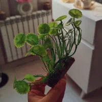 دکور آکواریوم