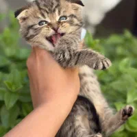 تبی گلد