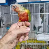 طوطی گرینچیک، راهب، برزیلی جوجه سرلاکی و دونخور