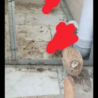 بلدرچین نر