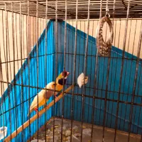 جفت گلدین روجوجه