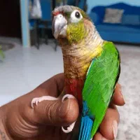 گرینچیک طوطی عروس هلندی کوتوله