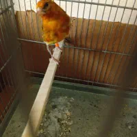 جوجه سهره قناری