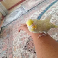 مرغ عشق