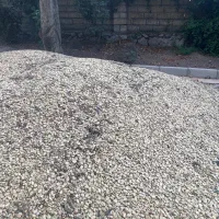 فروش عمده باقالی خشک کشت امسال برناج چمچمال