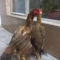 فروش مرغ لاری