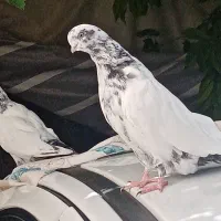 نوک چفت