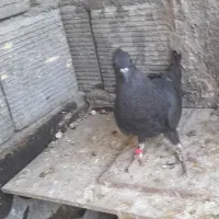 کبوتر مفلق قلاغ پر