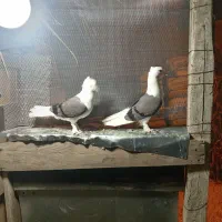 کبوتر دوکت سبز