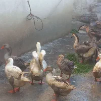 غازمحلی وقوغازاکراینی