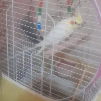 عروس هلندی نرو ماده