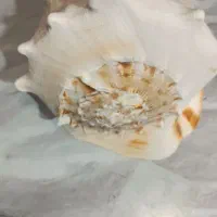 صدف تک و غول پیکر