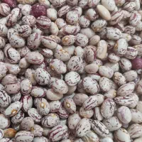 لوبیا چیتی کوشا  قیمت ۳۰۰