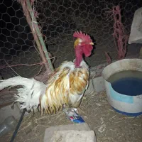 مرغ و خروس و کاسرک گلین