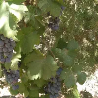 انگور مرغوب وسیاه سیرچ
