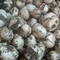 موسیر کوهی