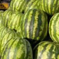 تولید کننده و تامین کننده صیفی جات و سبزیجات