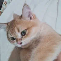 بریتیش مادهو نر