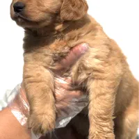 سگ گلدن رتریور اورجینال