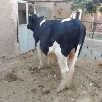 فروش گوساله چاق وعالی برای کشتن