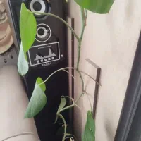 یک جفت باند ایستاده سالم برند تکنو