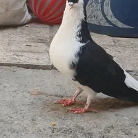 ساده سیاه واکسی