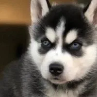 ۵ توله هاسکی