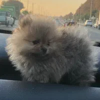 سگ پامر|سگ|فردیس, شهرک سپاه|دیوار